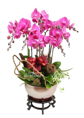 Opening Orchid Design,Fu-Chi Orchid