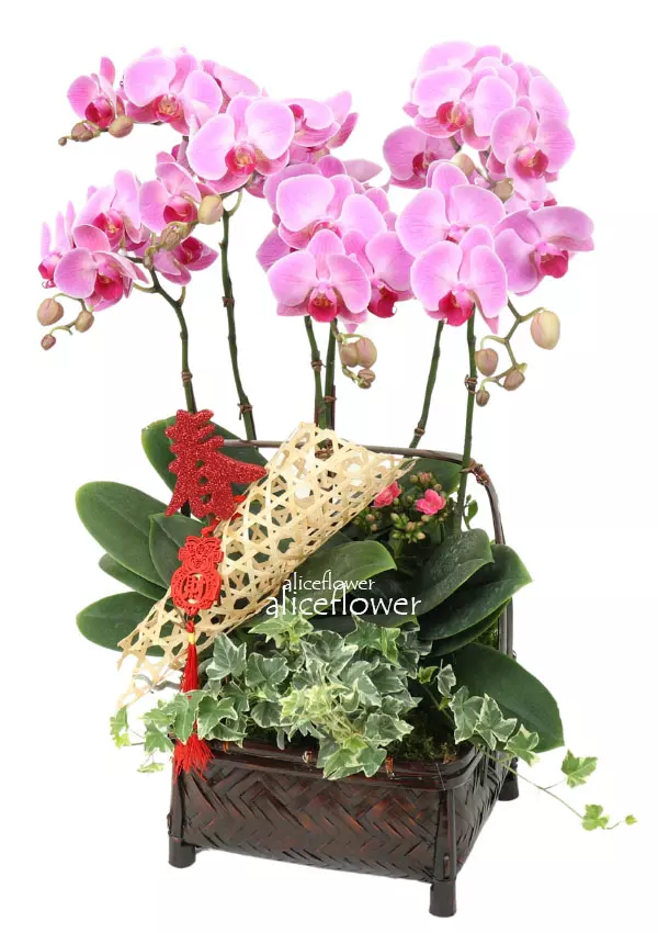 綠色盆栽-闔家大吉粉色蝴蝶蘭, 台北愛麗絲花坊網路花店.