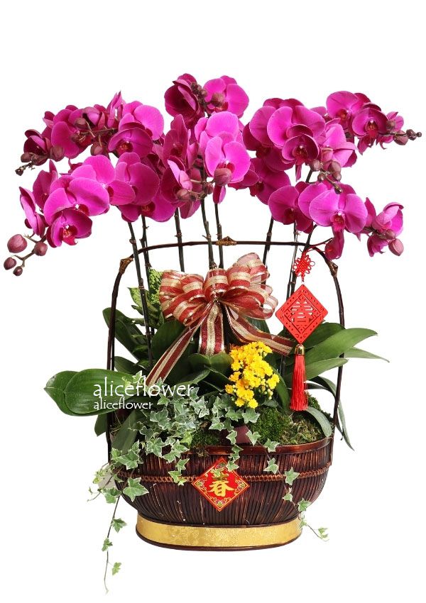 Lunar New Year Orchid,Forture Lunar