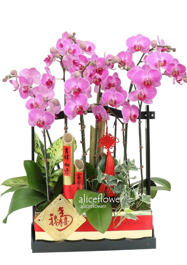 新年春節花禮,扭轉乾坤蝴蝶蘭