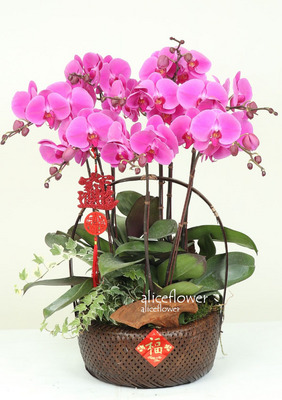 Opening Orchid Design,Bloomy Spring Orchid