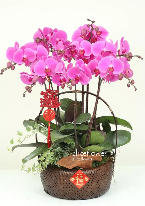 @[Orchid Designed],Bloomy Spring Orchid