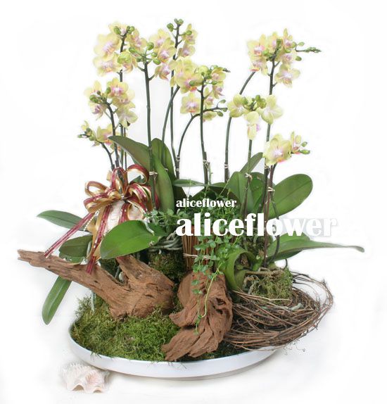蘭花盆栽組合,黃金禮讚蝴蝶蘭