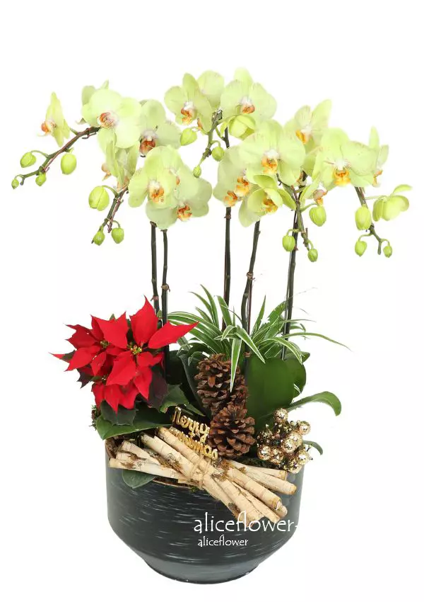 Christmas Gift-Starry Night. X´mas Arranged Flowers is guaranteed to make their holiday both merry and bright-Alice Florist Taipei.
