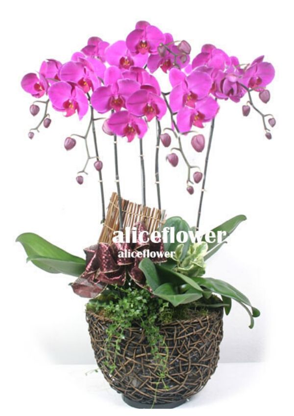 Birthday Orchids Designed,Ruby orchid