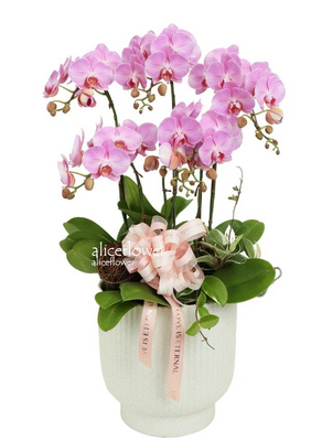 Orchid Designed,Beauty Orchid