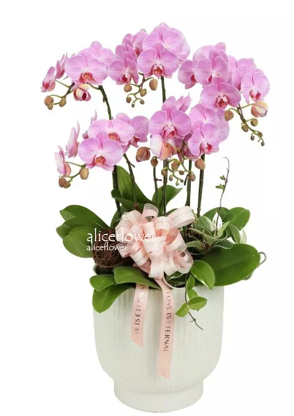 @[Mother´s Day Orchid],Beauty Orchid