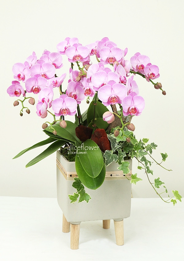 @[Birthday Orchid],Delicate beauty