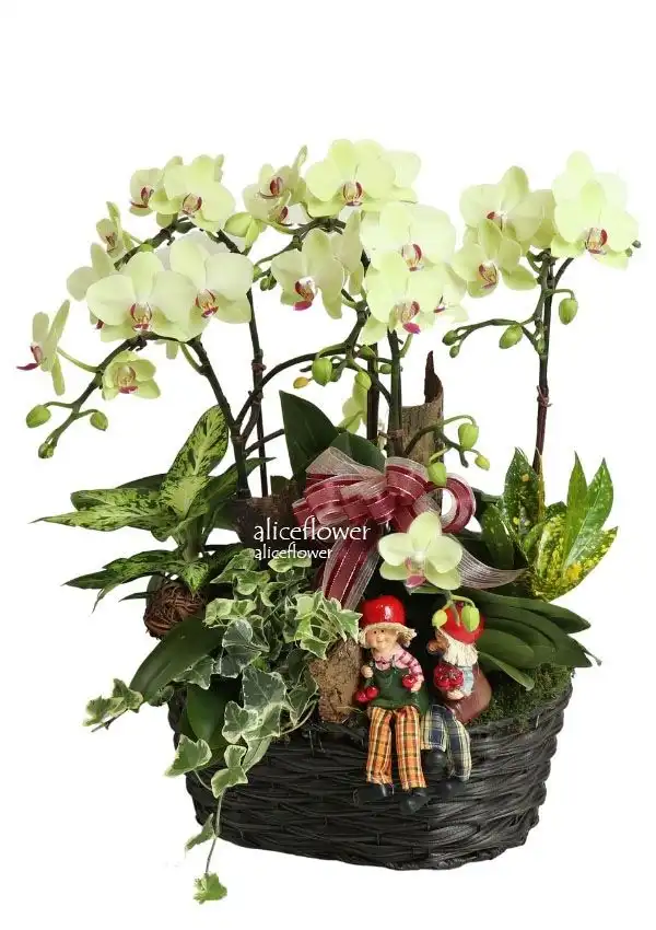 @[Mother´s Day Orchid],Flower fairy
