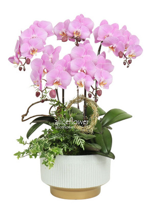 Spring  Flowers,Japanese girl orchid