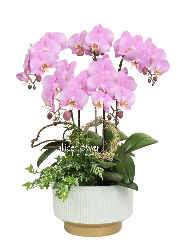 @[Opening Orchids Designed],Japanese girl orchid
