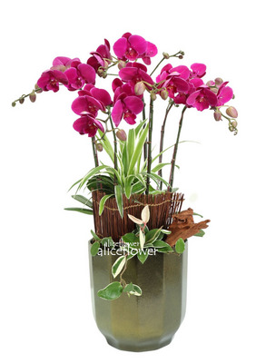 台北當日送花訂花,花開富貴蝴蝶蘭組合盆栽