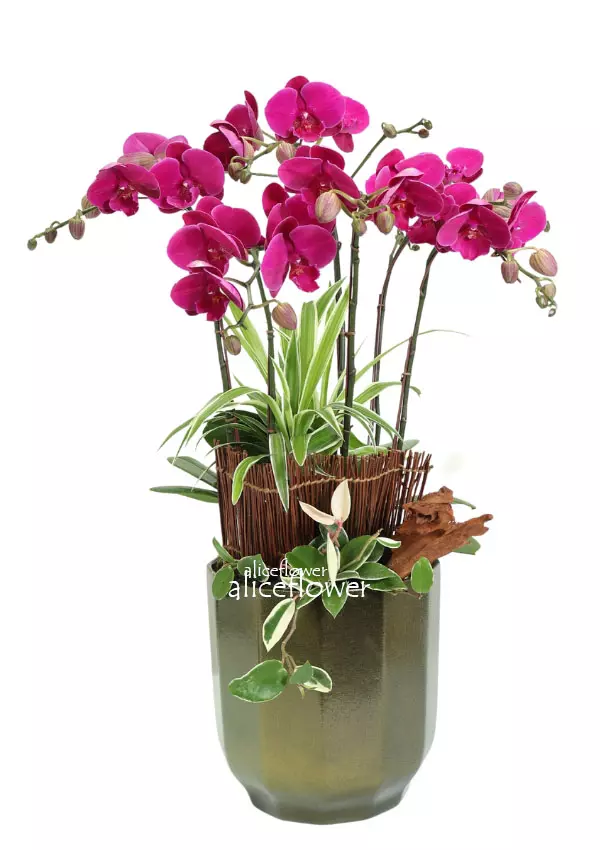 @[Taipei Same Day Flowers Delivery],Blush Orchid