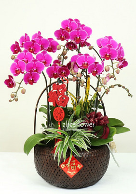 Chinese New Year Flowers,Live long and proper
