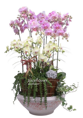Orchid,Elunarian Recount