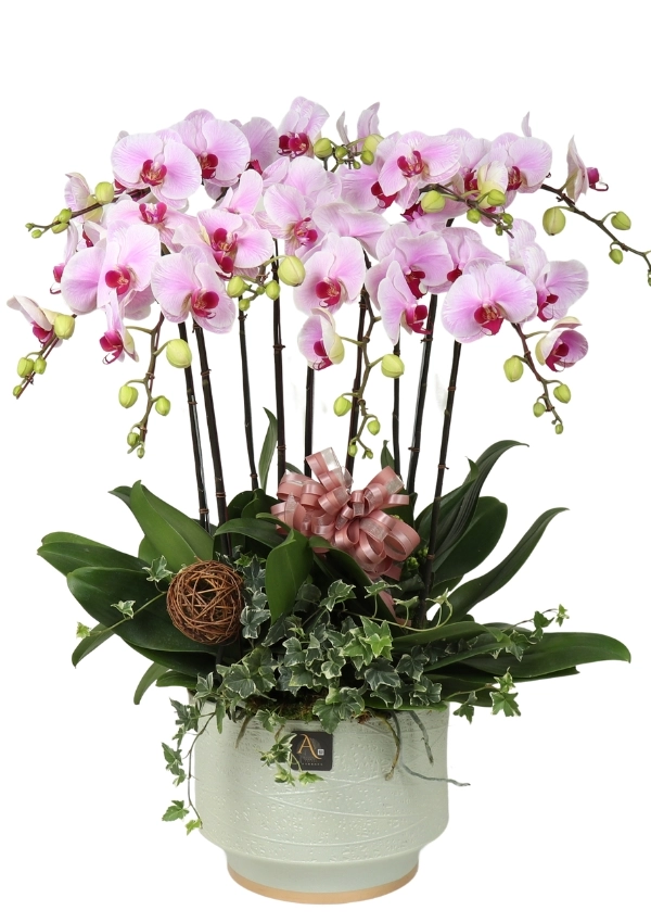 Moon Festival Orchid,Elunarian Recount