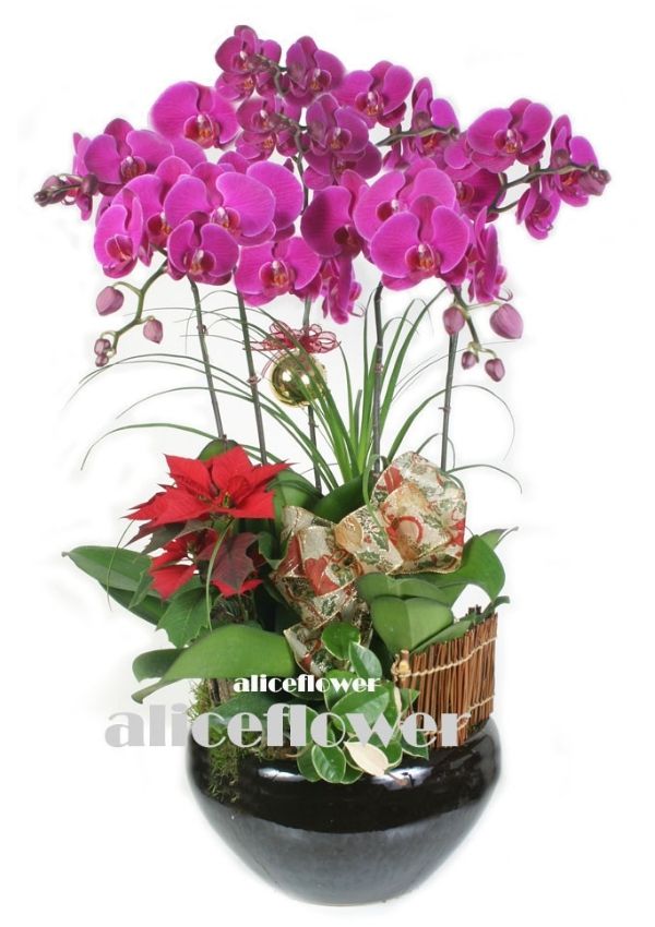 蘭花盆栽組合,耶誕祝福蘭花組合盆栽