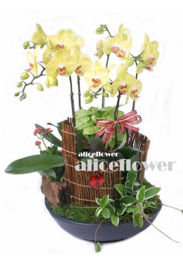 Chinese New Year Flowers,Good Future Orchid