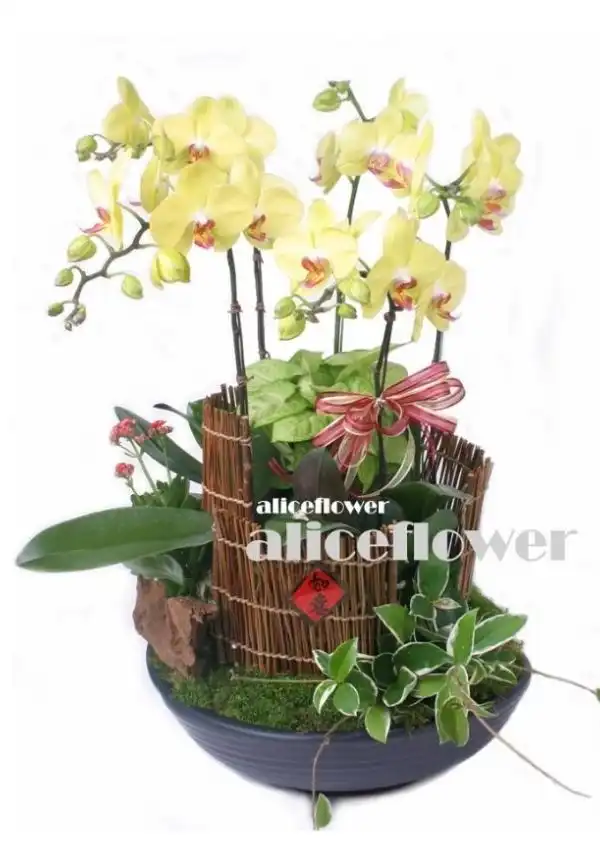@[Father´s Day flower & gift],Good Future Orchid