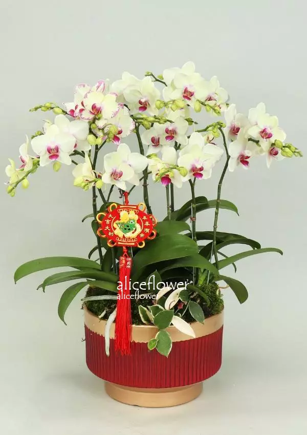@[Chinese New Year Flowers],Peace all Year Round