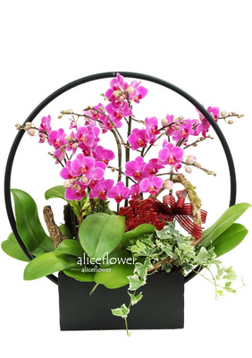 Chinese New Year Flowers,Lucky Star Orchid