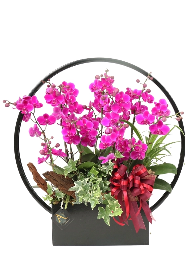 @[Promotion Orchids Designed],Lucky Star Orchid