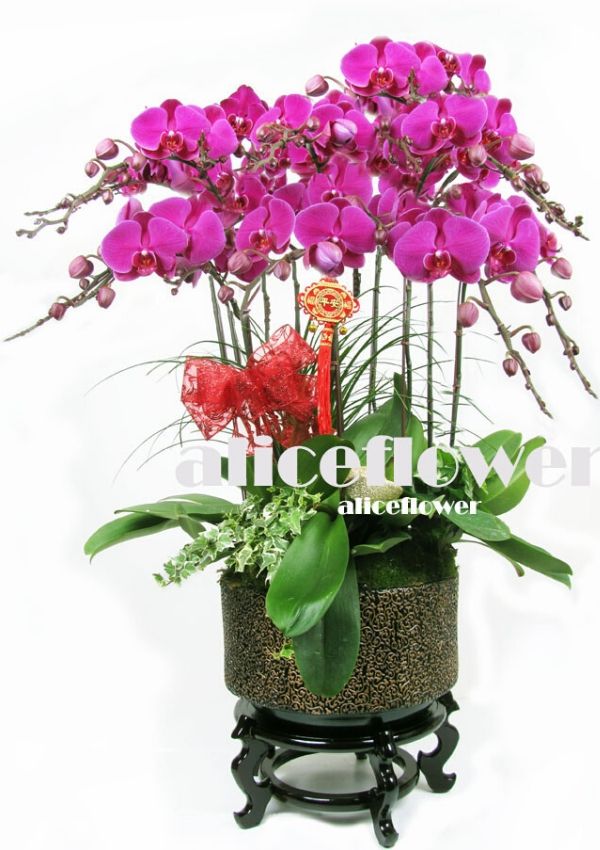 Lunar New Year Orchid,Smiles of Fortune