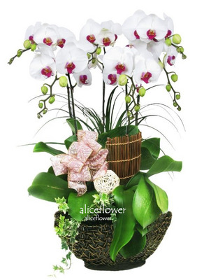 Opening Orchid Design,Bright Orchid