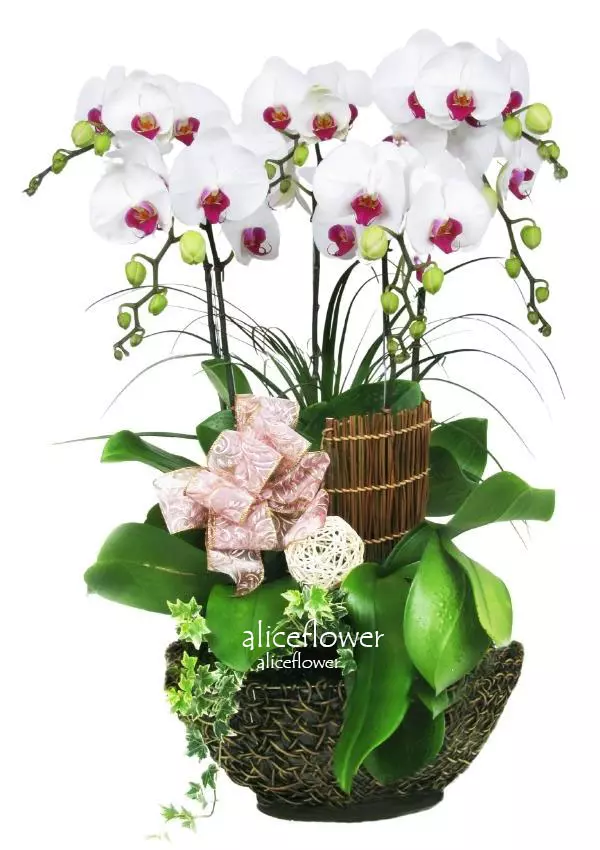 @[Opening Orchid Design],Bright Orchid
