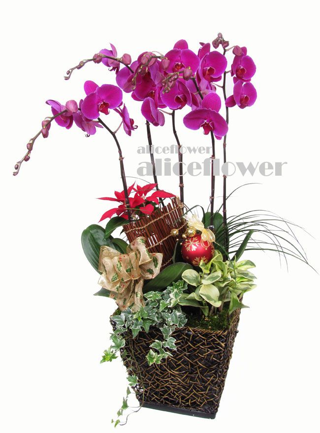 Father´s Day Orchid,Merry  Christmas orchid