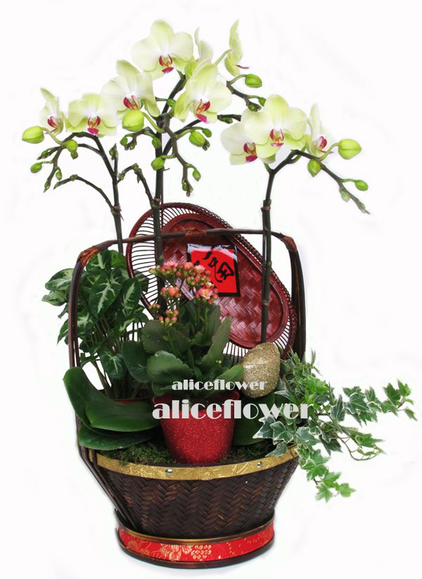 Lunar New Year Orchid,Make a fortune orchid