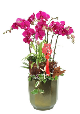 Lunar New Year Orchid,New Good Wishes Orchid