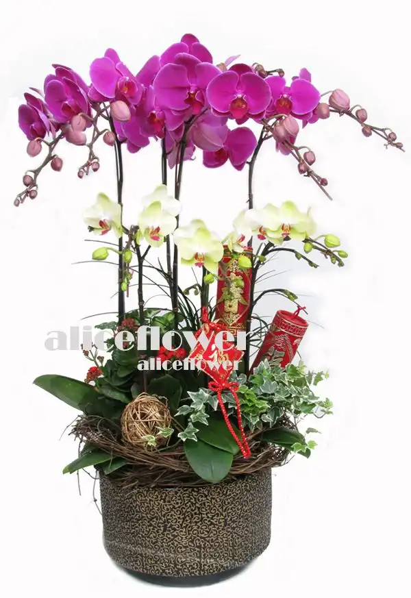 @[Chinese New Year Flowers],Elegant New Year Orchid
