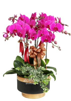 Opening Orchids Designed,C.N.Year Orchid