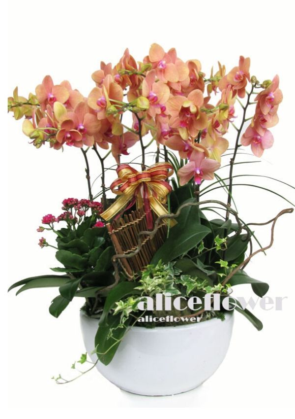 Lunar New Year Orchid,Flowery Moonlight
