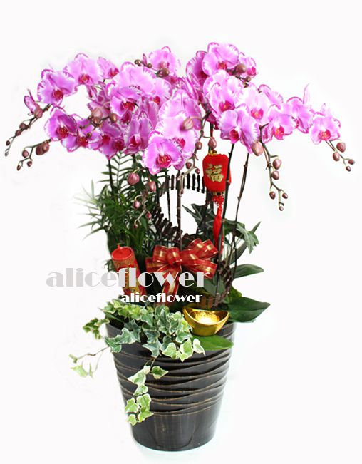 Lunar New Year Orchid,Great fortune