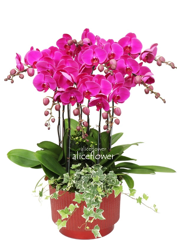 Lunar New Year Orchid,Great fortune