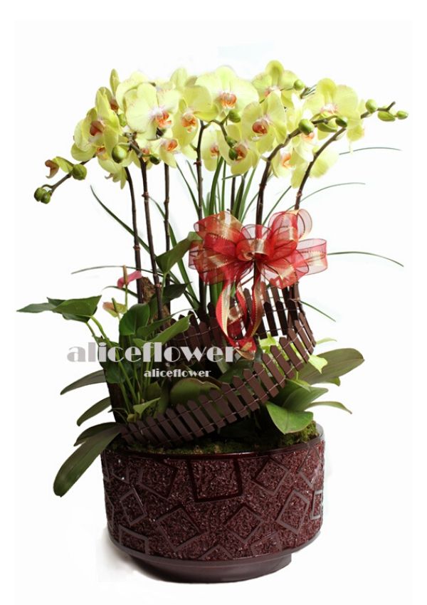 Lunar New Year Orchid,Wish you Cheerfulness