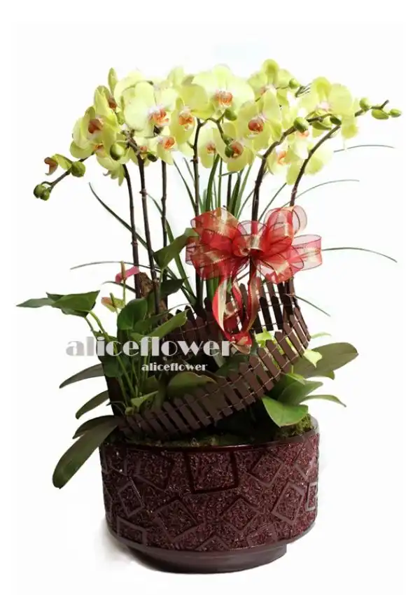@[Opening Orchids Designed],Wish you Cheerfulness