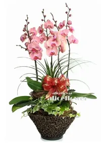 @[Birthday Orchids Designed],Birthday Celebration Orchid