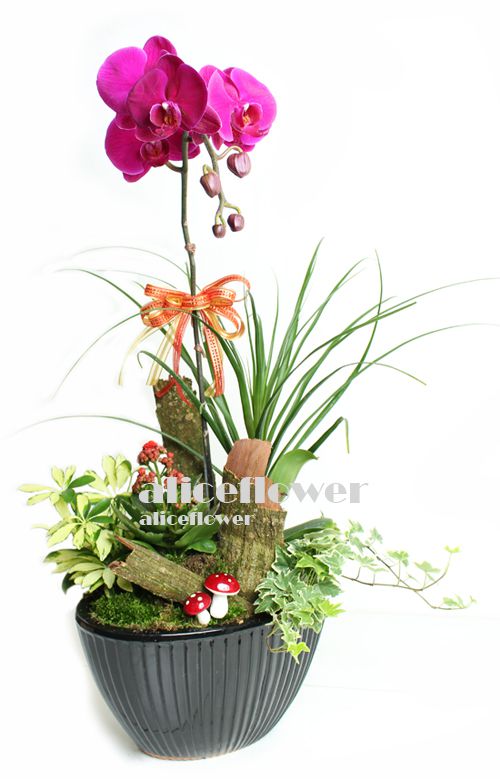 Green Plants,Celebration Orchid