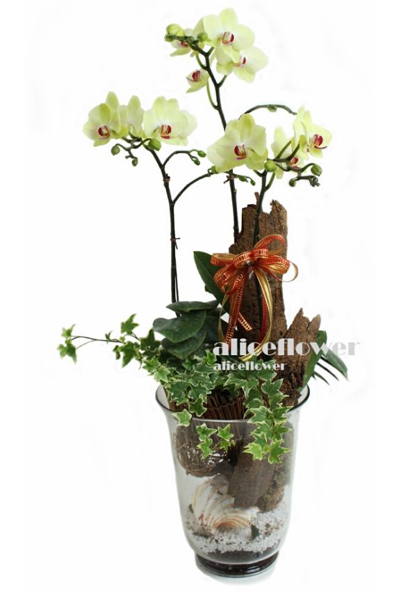 Chinese New Year Flowers,Bloomy Spring Orchid or086