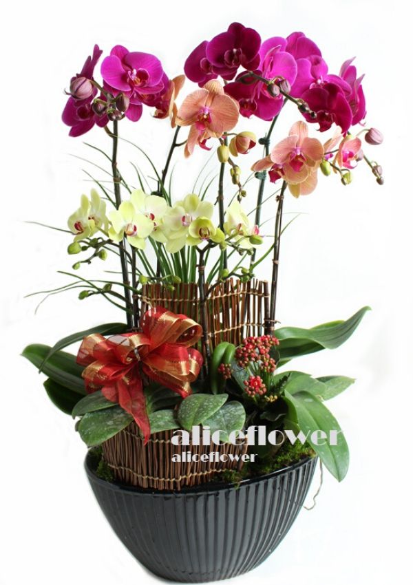 Lunar New Year Orchid,Fun Colors Orchid