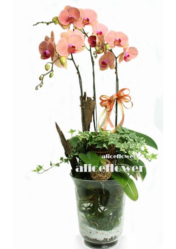 蘭花盆栽組合,玻璃馨花朵朵蝴蝶蘭