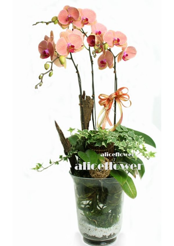 Moon Festival Orchid,Glassflower blossoming