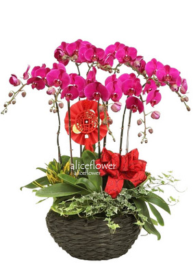 Birthday Orchids Designed,Joyous new year