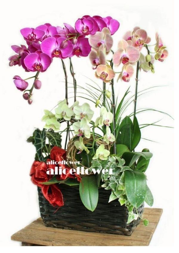 Opening Orchid Design,Multicolored Orchid
