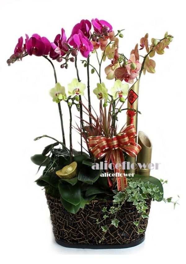 Lunar New Year Orchid,Magnificent new year