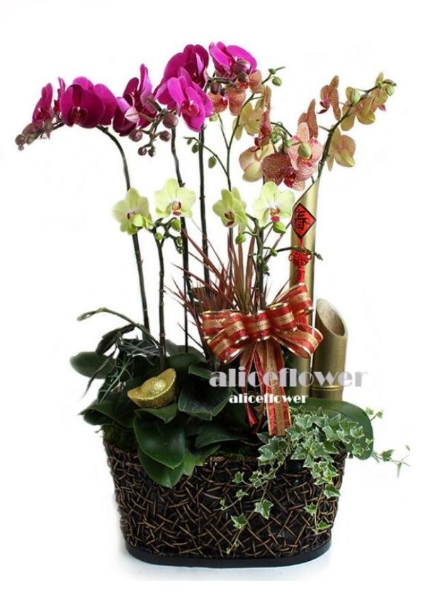 Promotion Orchids Designed,Magnificent new year