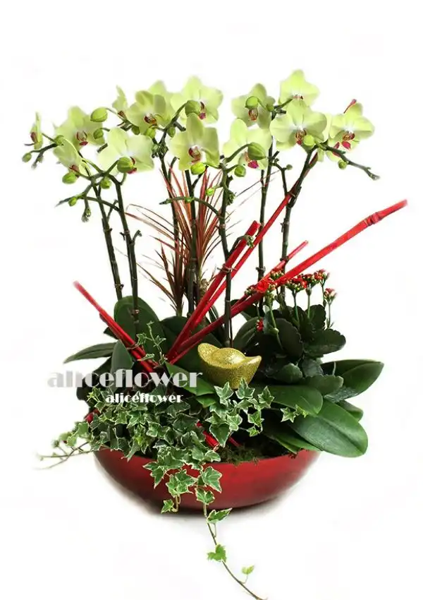 @[Lunar New Year Orchid],Glorious Year